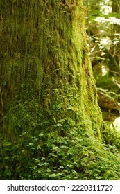 A Mossy Tree Trunk In Spring