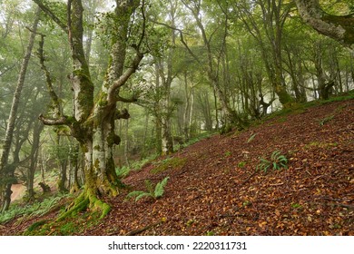 A Mossy Tree Trunk In Spring