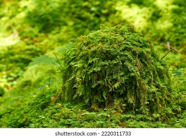 A Mossy Tree Trunk In Spring