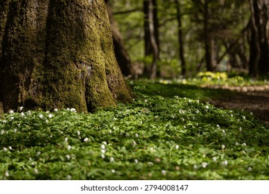 Mossy tree trunk surrounded by a green carpet of blooming white wood anemone flowers in a spring forest