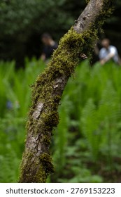 Mossy tree trunks in a dense  forest