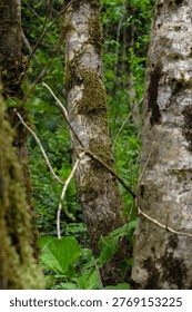 Mossy tree trunks in a dense  forest