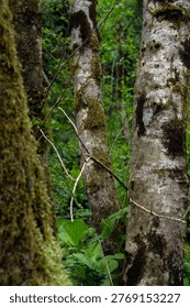 Mossy tree trunks in a dense  forest