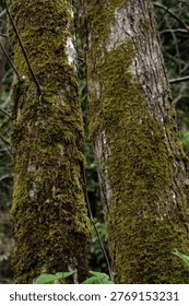 Mossy tree trunks in a dense  forest