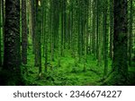 Mossy tree trunks in the forest. Forest in green moss. Mossy forest trees. Mossed forest trees background 