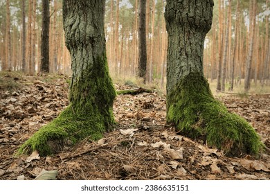Mossy tree trunks looking like giant's legs.