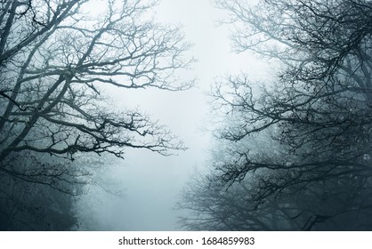 Scary Forest の写真素材 画像 写真 Shutterstock