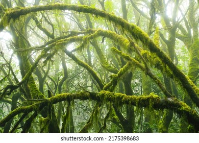 Mossy trees in the evergreen cloud forest of Garajonay National Park, La Gomera, Canary Islands, Spain. - Shutterstock ID 2175398683