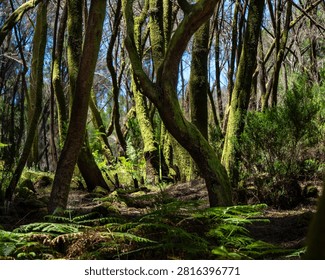 Mossy trees lean into dappled sunlight. Ferns carpet the forest 