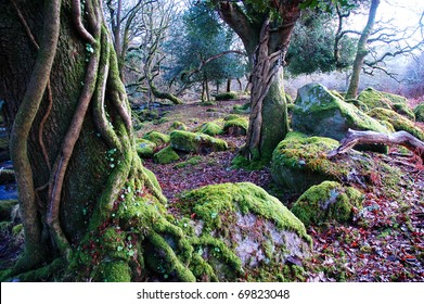 Mossy Tress Strangled By Ivy In Ancient Woodland