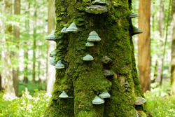 A  Mossy Trunk Of A Tree Full Of Mushrooms On The Bark In An Intense Midday Light