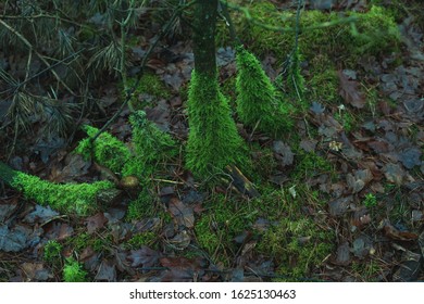 Mossy trunks between brown fallen leaves on forest ground.