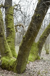 Mossy Trunks Of An Old Oak Tree In The Spring Forest