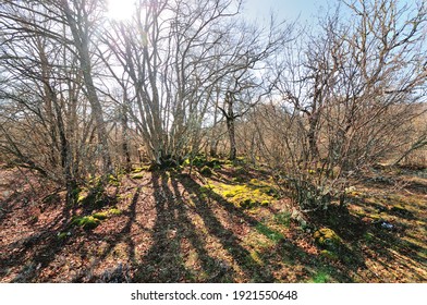 Sous-bois de Mossy au col de Vence, Alpes-Maritimes, France