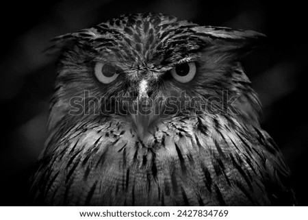 Similar – Foto Bild Blick Vogel Bussard