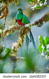 The most beautiful bird of Central America. Resplendent quetzal (Pharomachrus mocinno) Sitting ma branches covered with moss. Beautiful green quetzal with red belly. Wild scene from Costa Rica