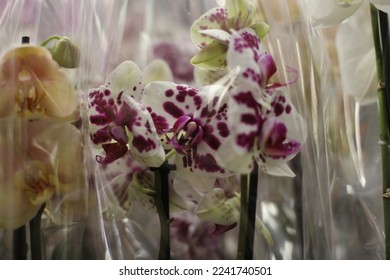 most beautiful colorful photo of lively Orchidaceae Asparagales leaves plants with green colors in flower shop, in a transparent bag. light shiny thin pink colors flowers Orchids in pots for sale - Shutterstock ID 2241740501