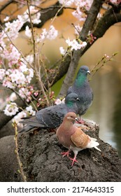 Most Beautiful Fancy Pigeon Collection