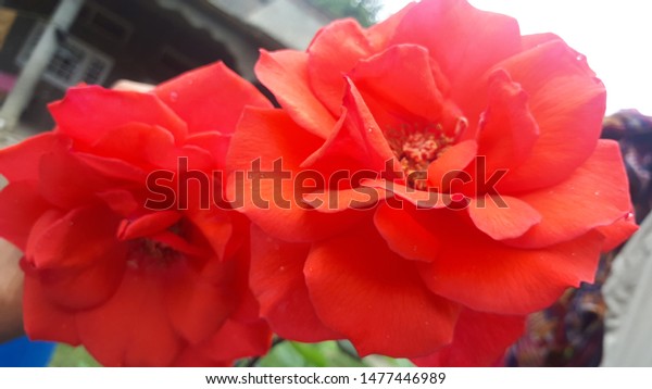 Most Beautiful Flowers Red Rose Green Stock Photo Edit Now