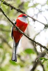 The Most Beautiful And Hunted Birds By Birders Photographer From Sabah, Borneo The Whitehead's Trogon. This Birds Can Be Found At The Foot Of Mount Kinabalu