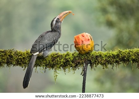 Most Beautiful Malabar grey hornbill having fruits with beautiful background at Coorg,Karnataka,India
