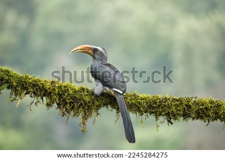 Most Beautiful Malabar Grey Hornbill having fruits with beautiful background at Coorg,Karnataka,India. This picture can be used as a wallpaper.
