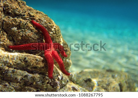 Most beautiful mediterranean sea star underwater photo