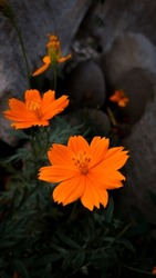 The Most Beautiful Orange Cosmos Flower Ever Found In A Garden