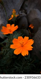 The most beautiful orange cosmos flower ever found in a garden