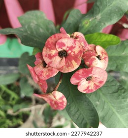 most beautiful Pink Euphoria Milli flower
 - Shutterstock ID 2277942237