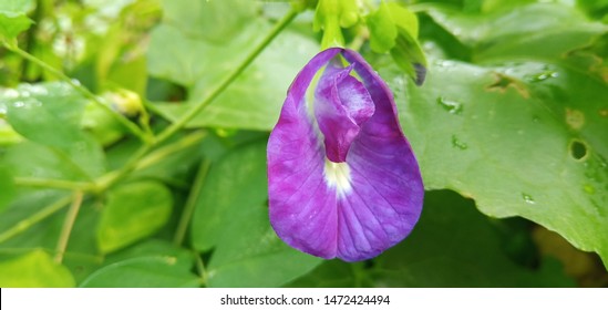 The Most Beautiful Purple Pea Flower