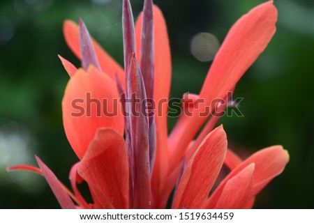 It is the most beautiful rad flower  Stock photo © 