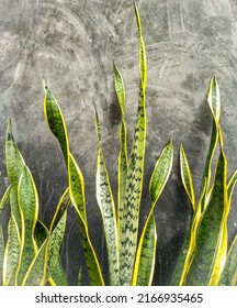 The Most Beautiful Sansevieria Laurentii