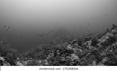 The Most Beautiful And Shy Shark, The Thresher Shark Is Known For Is Elegancy And His Big Foxy Eyes, Difficult To Get Him So Close, Yet His Picture On His Cleaning Station Is Very Natural.