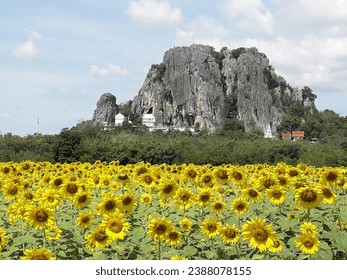 The most beautiful sights are natural. Background, mountains, waterfalls, sunshines, sunflower fields, sightseeing sites, clear sky, blue, green, nature, fish, flocks, swamps, churches, etc.