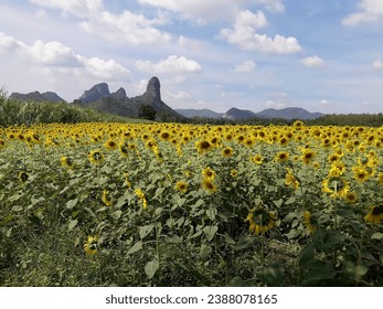 The most beautiful sights are natural. Background, mountains, waterfalls, sunshines, sunflower fields, sightseeing sites, clear sky, blue, green, nature, fish, flocks, swamps, churches, etc.
