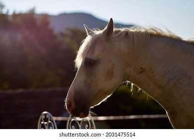the most beautiful white horse shows his temperament and beauty on summer sunset on dreamy meadow in golden hour. High quality photo