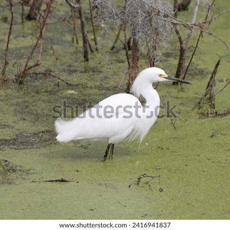 Most beautiful White Snowy Egret standing in the deep swamp eating anything that moves.