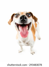 Most Cheerful Smiling Dog In The World. Jack Russel Terrier Isolated Over A White Background 