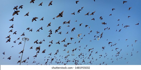 The Most Common Bird In The World With Around 50 Billion Birds.
