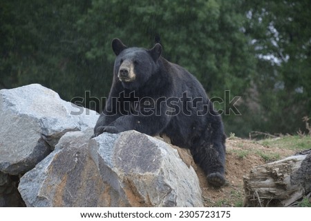 The most common black bear in North America