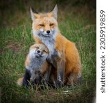 The most common species of fox is a red fox which has almost 50 subspecies. You can find foxes on every continent, except for Antarctica. True foxes belong to the genus Vulpes within the family Canida