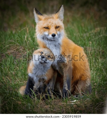 The most common species of fox is a red fox which has almost 50 subspecies. You can find foxes on every continent, except for Antarctica. True foxes belong to the genus Vulpes within the family Canida ストックフォト © 