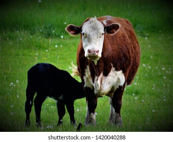 155 Colloquially Cows Images, Stock Photos & Vectors | Shutterstock