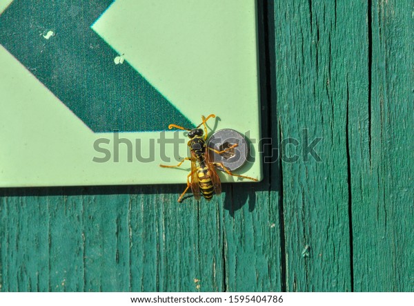 the\
most common type of paper wasp, of the cosmopolitan genus Polistes,\
 resting on a human signal near Llobregat river. This wasp, yellow\
and black, may consume large numbers of\
caterpillars