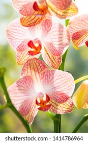 Most commonly grown house plants. Orchids gorgeous blossom close up. Orchid flower pink and yellow bloom. Phalaenopsis orchid. Botany concept. Orchid growing tips. How take care orchid plants indoors.