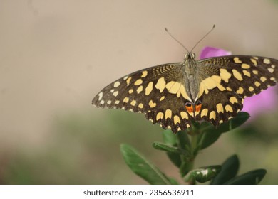 Most expensive picture of my gallery. If you can see on her wings printed with most ancient creature picture it would be riddles to find it.. - Shutterstock ID 2356536911