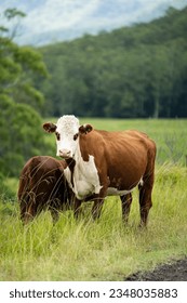 Most Expensive Types of Cows in the - Shutterstock ID 2348035883
