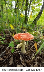 the most famous and most recognizable red toadstool mushroom with a red cap with white dots - Shutterstock ID 2258214057