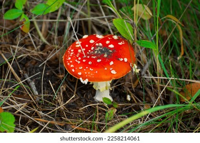 the most famous and most recognizable red toadstool mushroom with a red cap with white dots - Shutterstock ID 2258214061